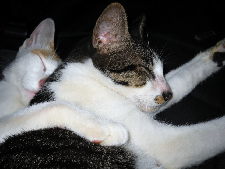 two small cats with one laying next to another