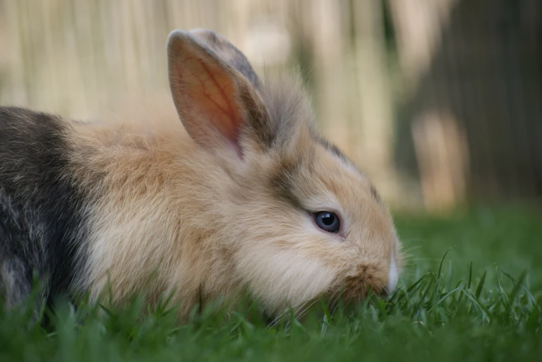 a rabbit is laying in the grass next to a fence