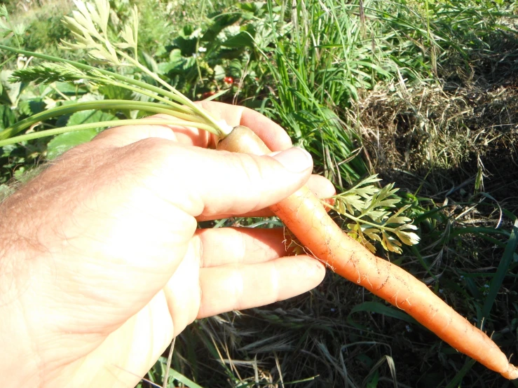 there is an orange carrot being picked from the grass