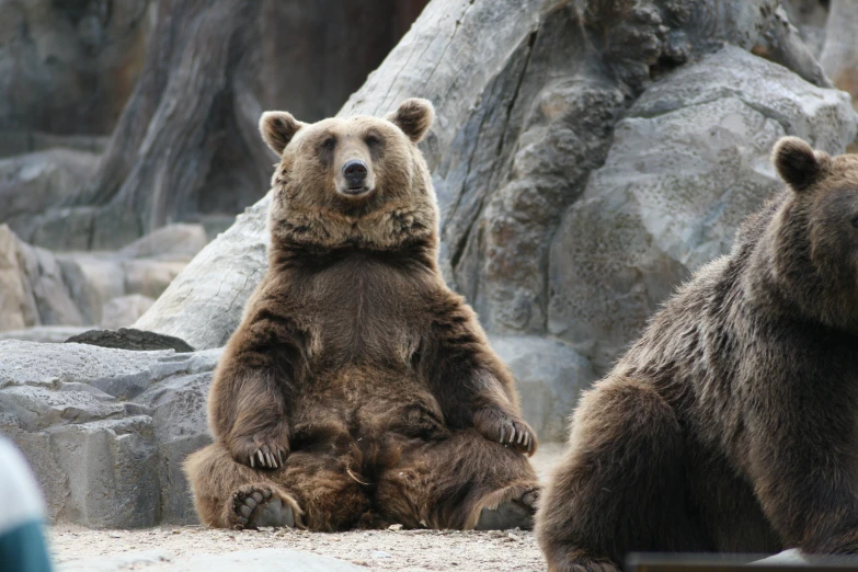 two large brown bears sitting on rocks in their habitat