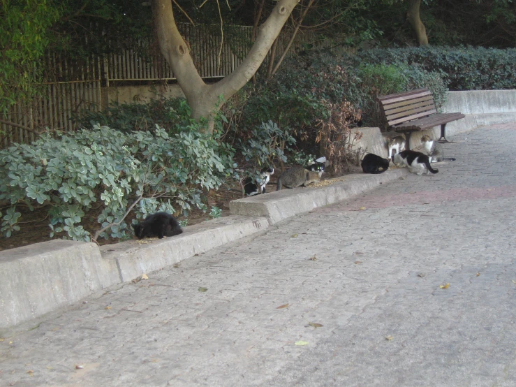 cats sit on the sidewalk next to a bench