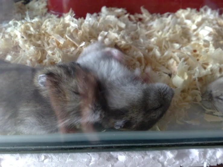 a gerbil laying inside of a caged area with a lot of wood shavings