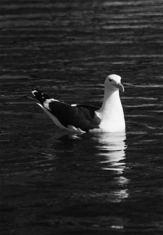 black and white image of a seagull in the water