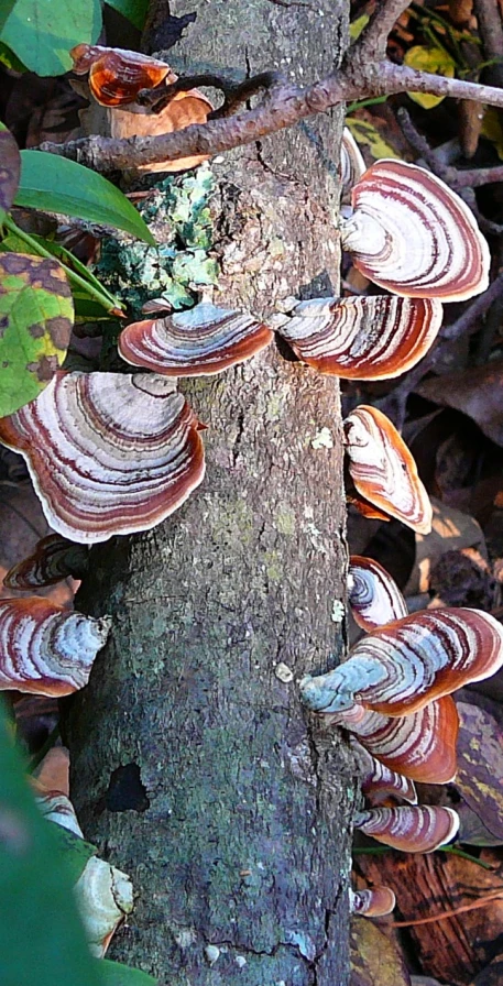 a group of mushrooms on a tree in the woods