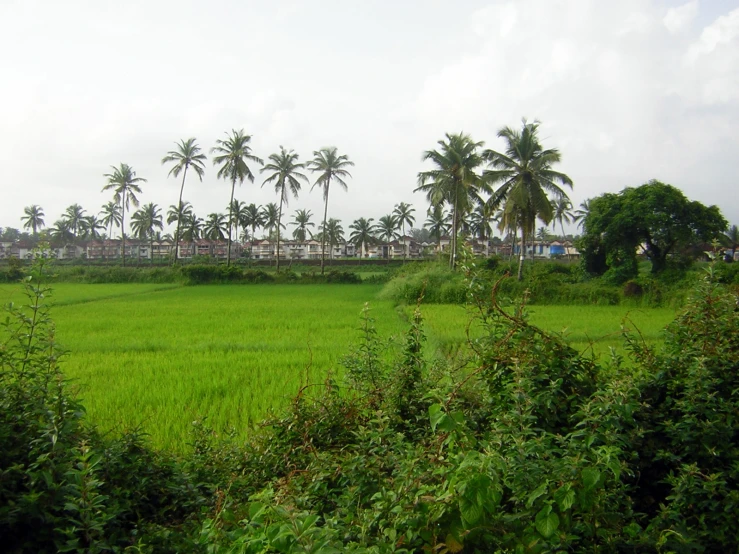 a lush green field surrounded by palm trees