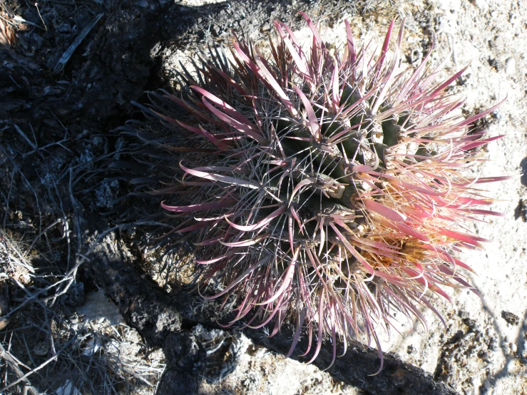 a plant that is growing out of the ground