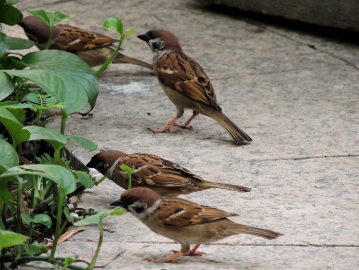 three brown birds standing in a garden