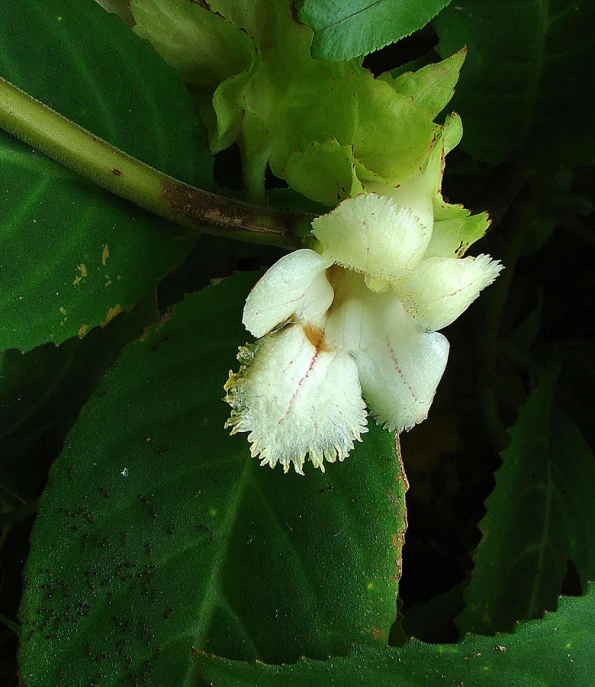 a white and red flower on a green leaf