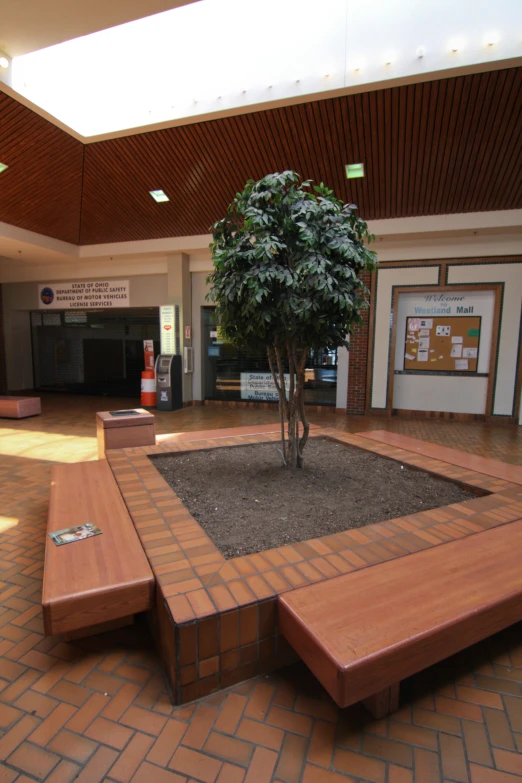 a tree in a courtyard with a bench