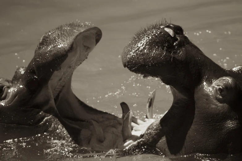 two hippos in the water touching trunks