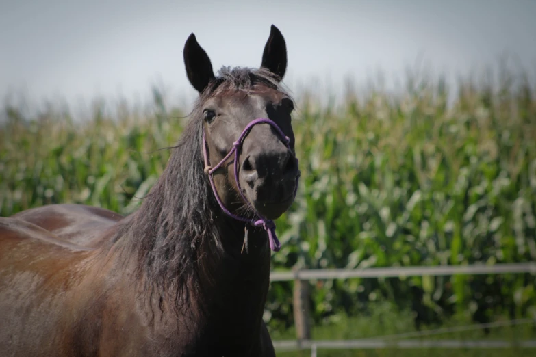 the horse is wearing the purple ribbon around its neck