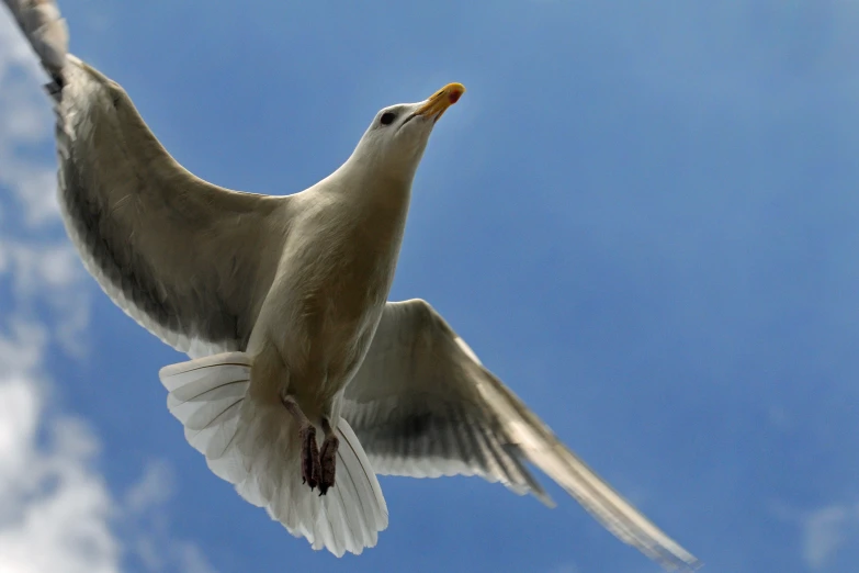 a seagull flying through the blue sky while looking up