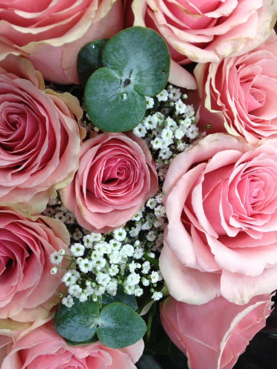 a bouquet of pink roses in front of a black background