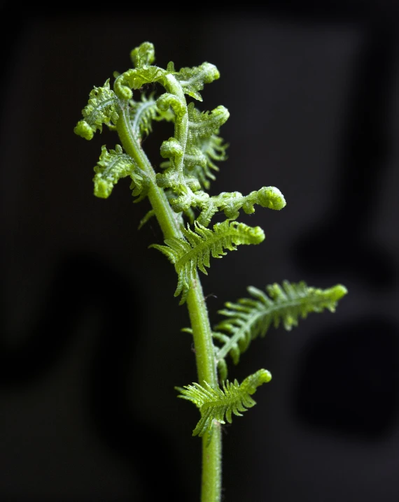 a green flower on the stem with leaves