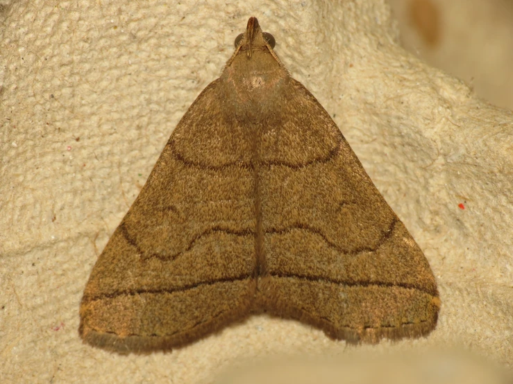 the underside of a large brown moth on a white towel
