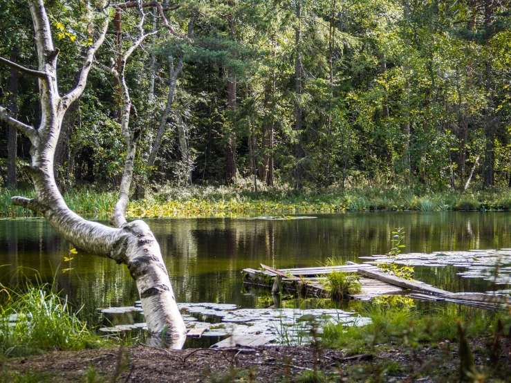 a large fallen tree sitting next to a lake