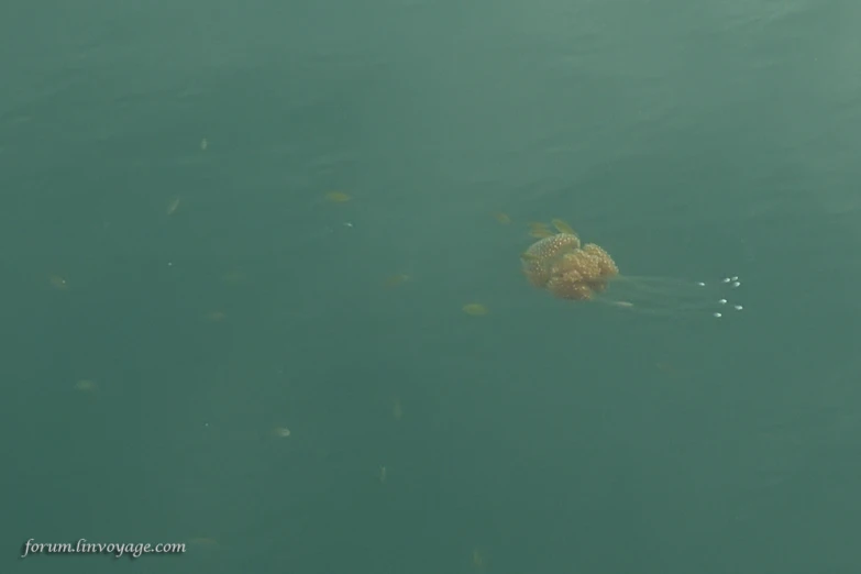 a green turtle floating in some water