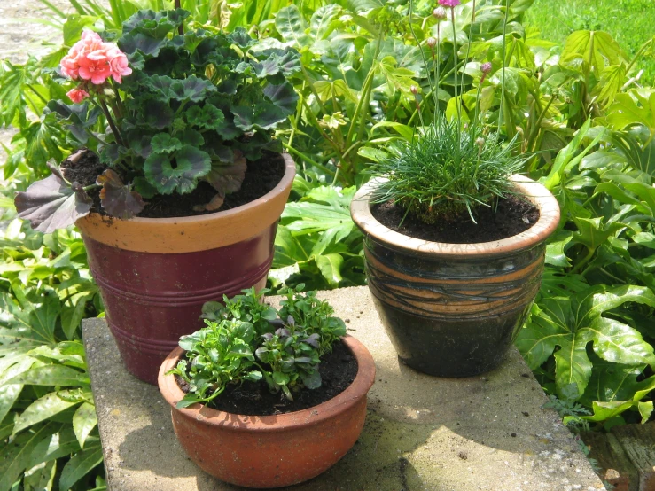 three different potted plants sit on a ledge