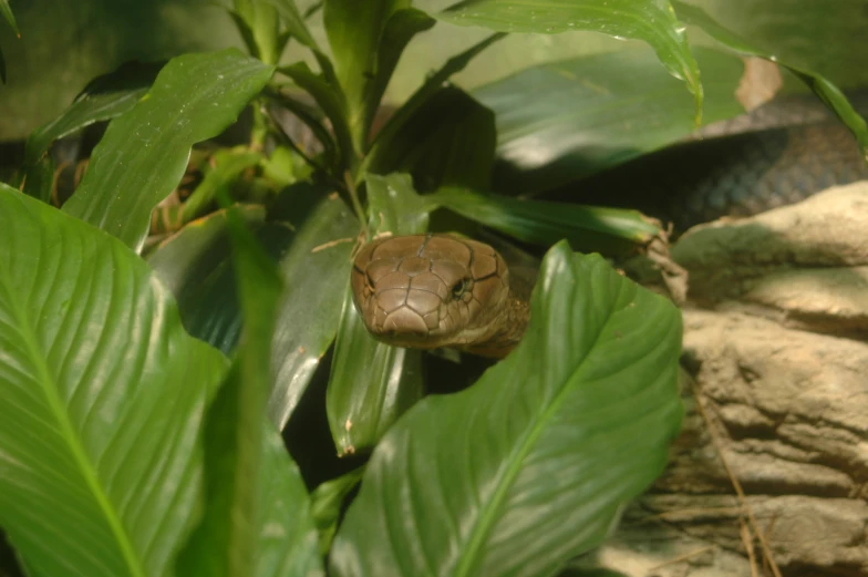 a snake with it's head in the air behind leaves