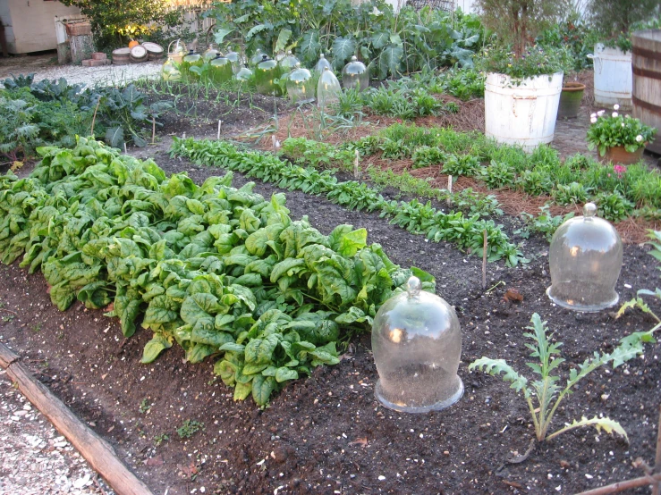 various vegetables in an outdoor garden area