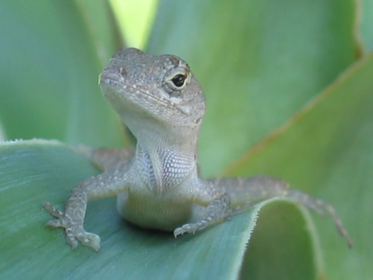 the small gecko is sitting on the green leaf