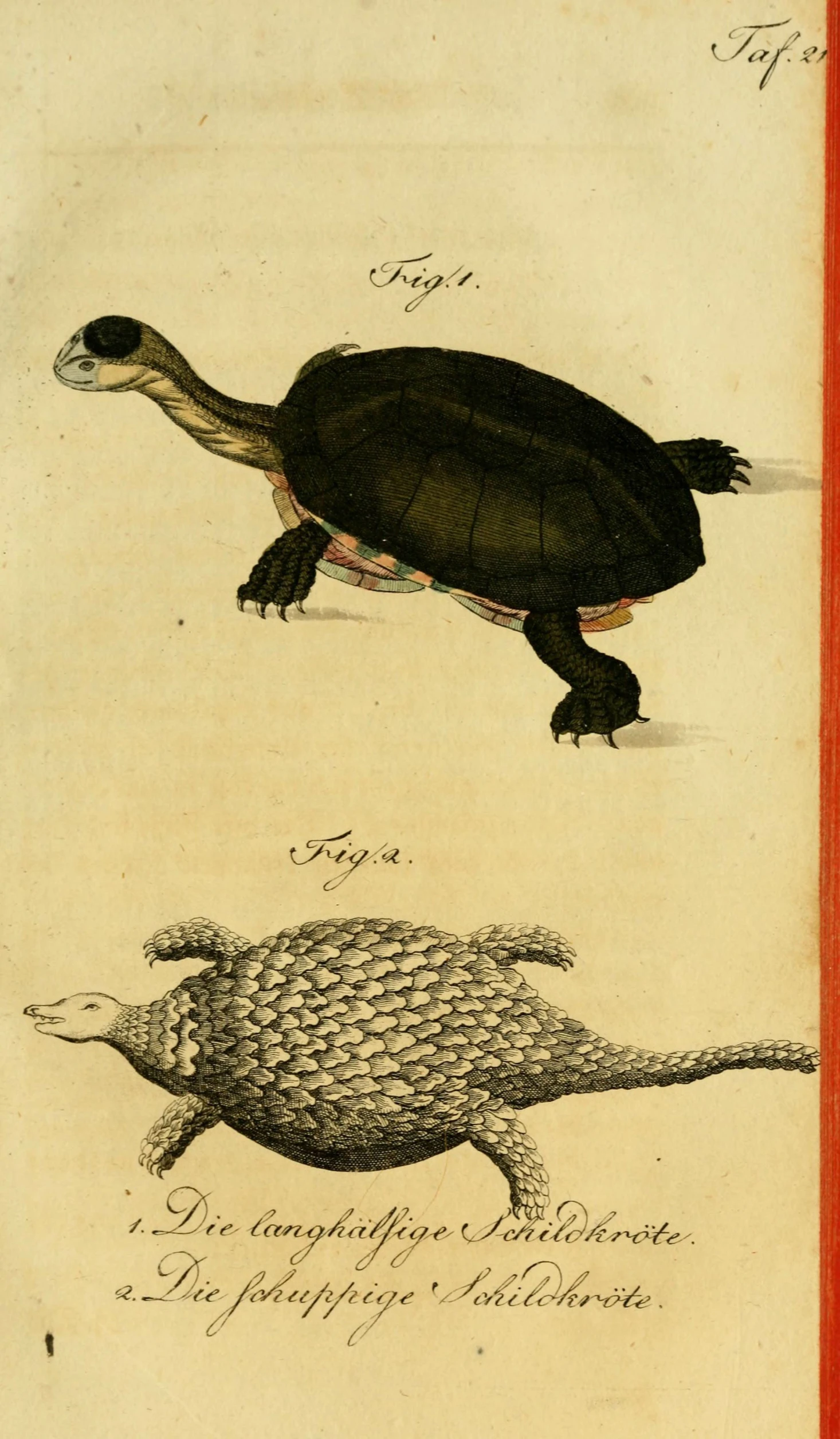 an engraving showing two tortoises one is a turtle