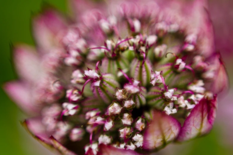 this is a small, pink flower in a field