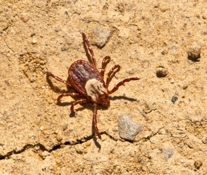 a red bug is sitting on the ground