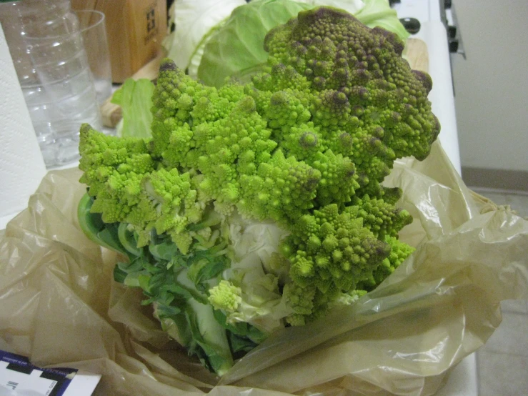 a stalk of broccoli sits on the counter