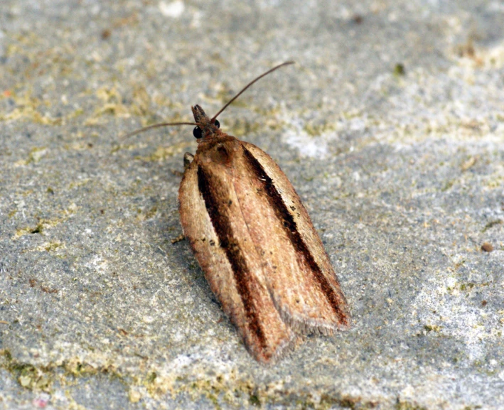 an insect sitting on top of cement next to leaves