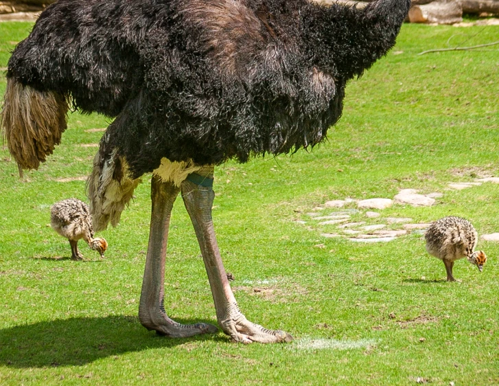 an ostrich standing next to a small baby