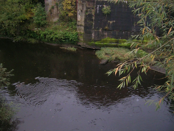 water reflecting the bridge in a forest