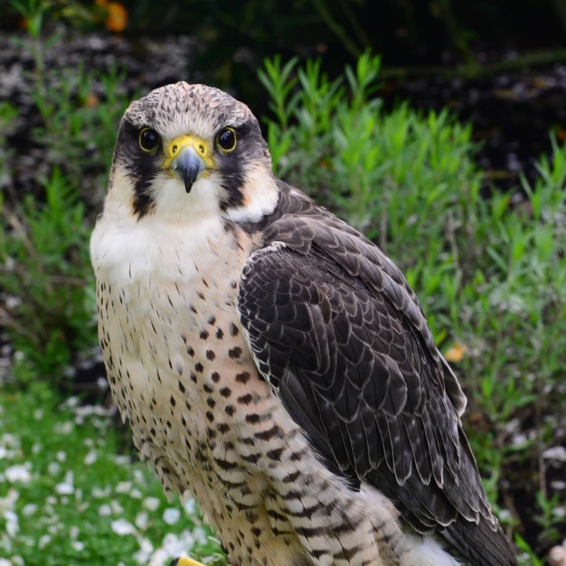 a close up view of a large bird on a table