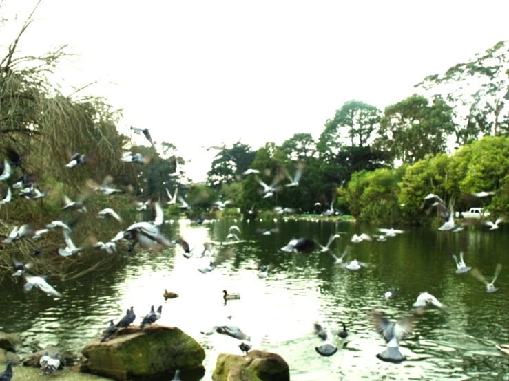 a flock of birds flying over a lake