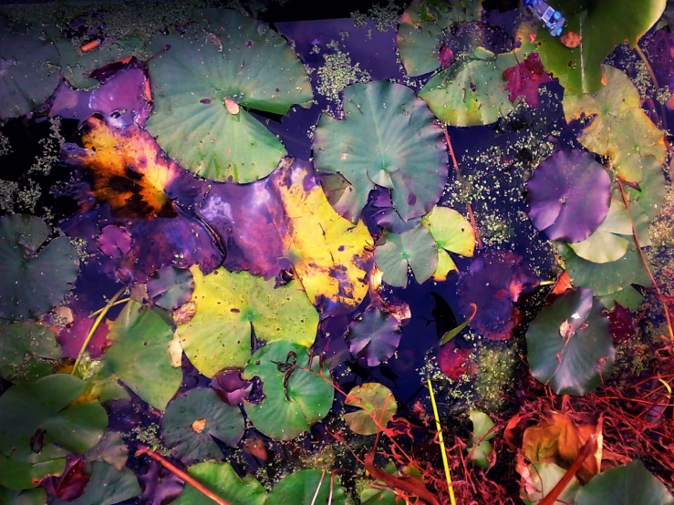 a bunch of water lillies in the grass and on the ground