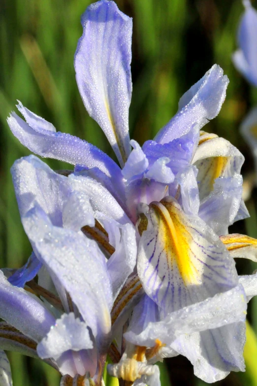 purple flowers in large open space outside, with rain drops on them