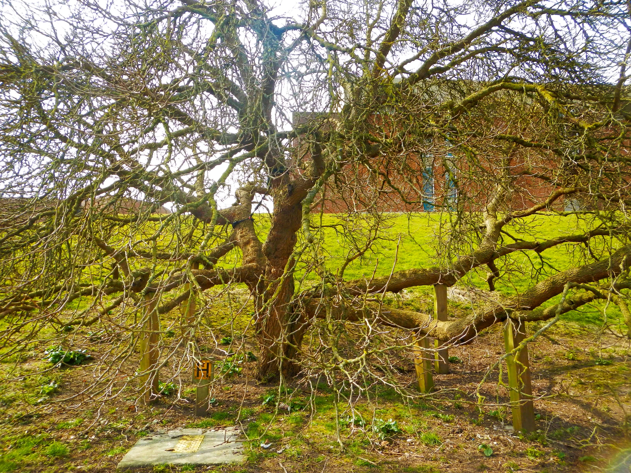 a small tree sitting next to a road in the woods