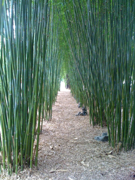 there are many tall trees lining the pathway