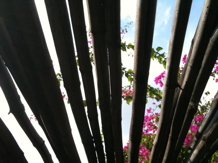 a wooden structure with some flowers in the background