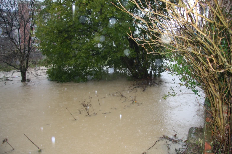 an image of trees submerged by a flooded area