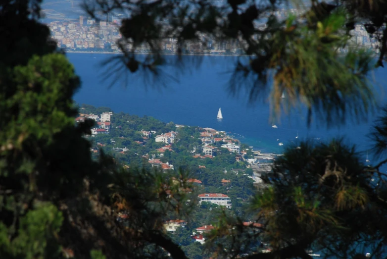 a view through a pine tree with boats in the background