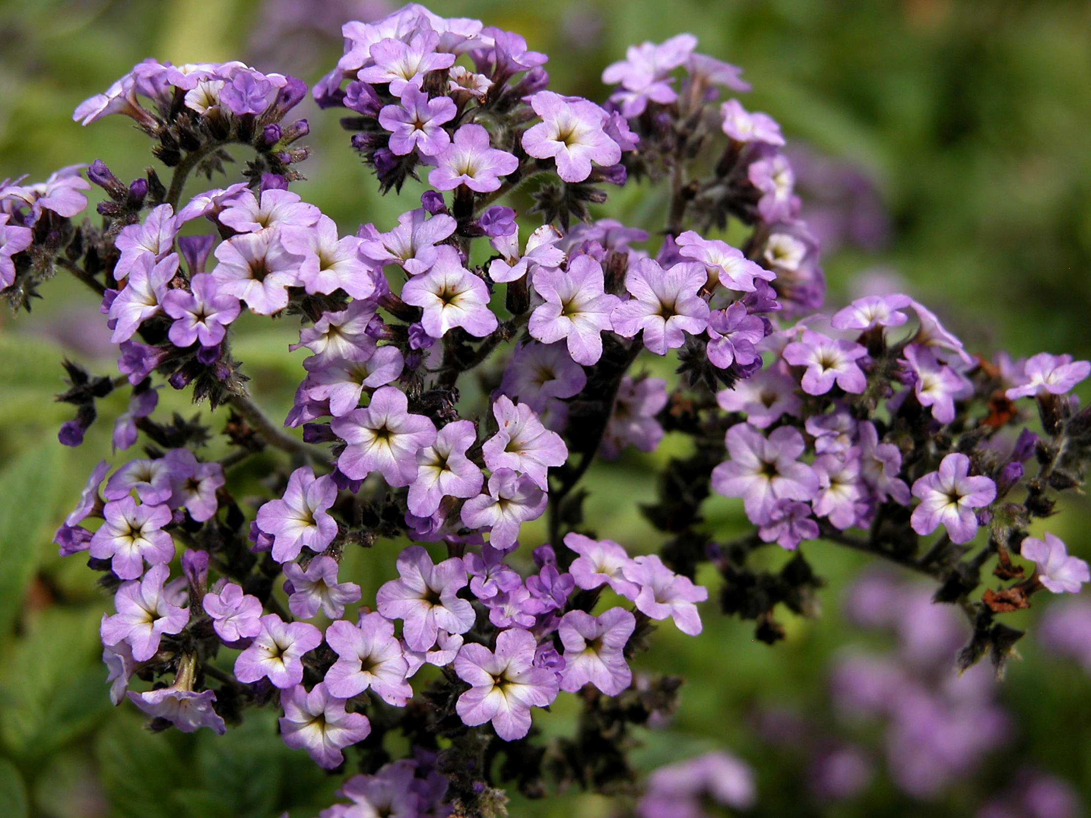 purple flowers blooming in a bush with green background