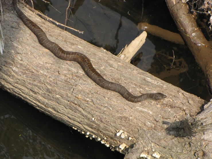 there is a snake crawling across the tree trunk