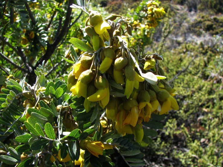 a bush with yellow flowers that have yellow fruits