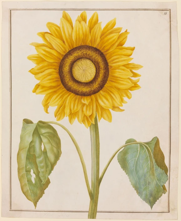 an art work showing a sunflower in a frame