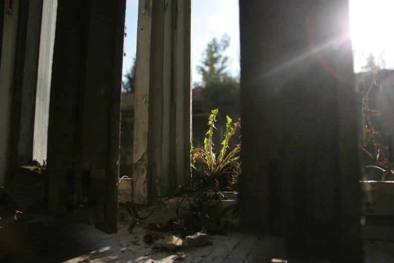 a wooden bench with sun coming through between it and some plants in front