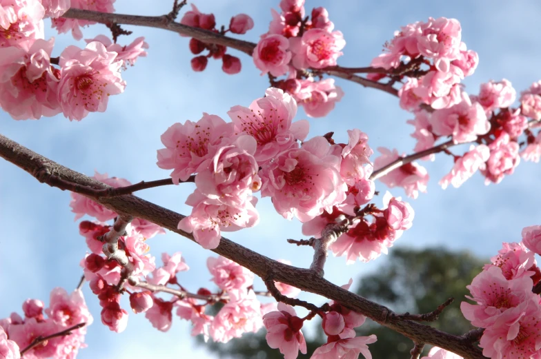 this is an image of pink flowers on the tree