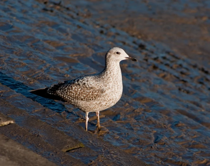 a white bird standing in the shallows of water