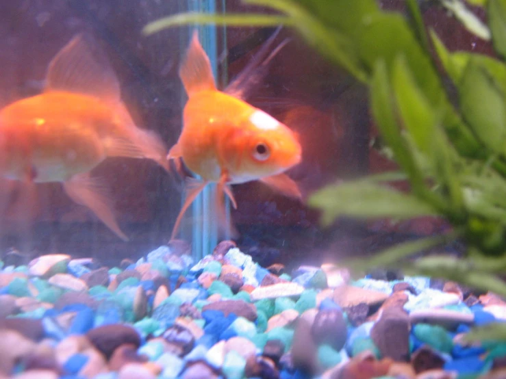 two goldfish in an aquarium with other fish in the background