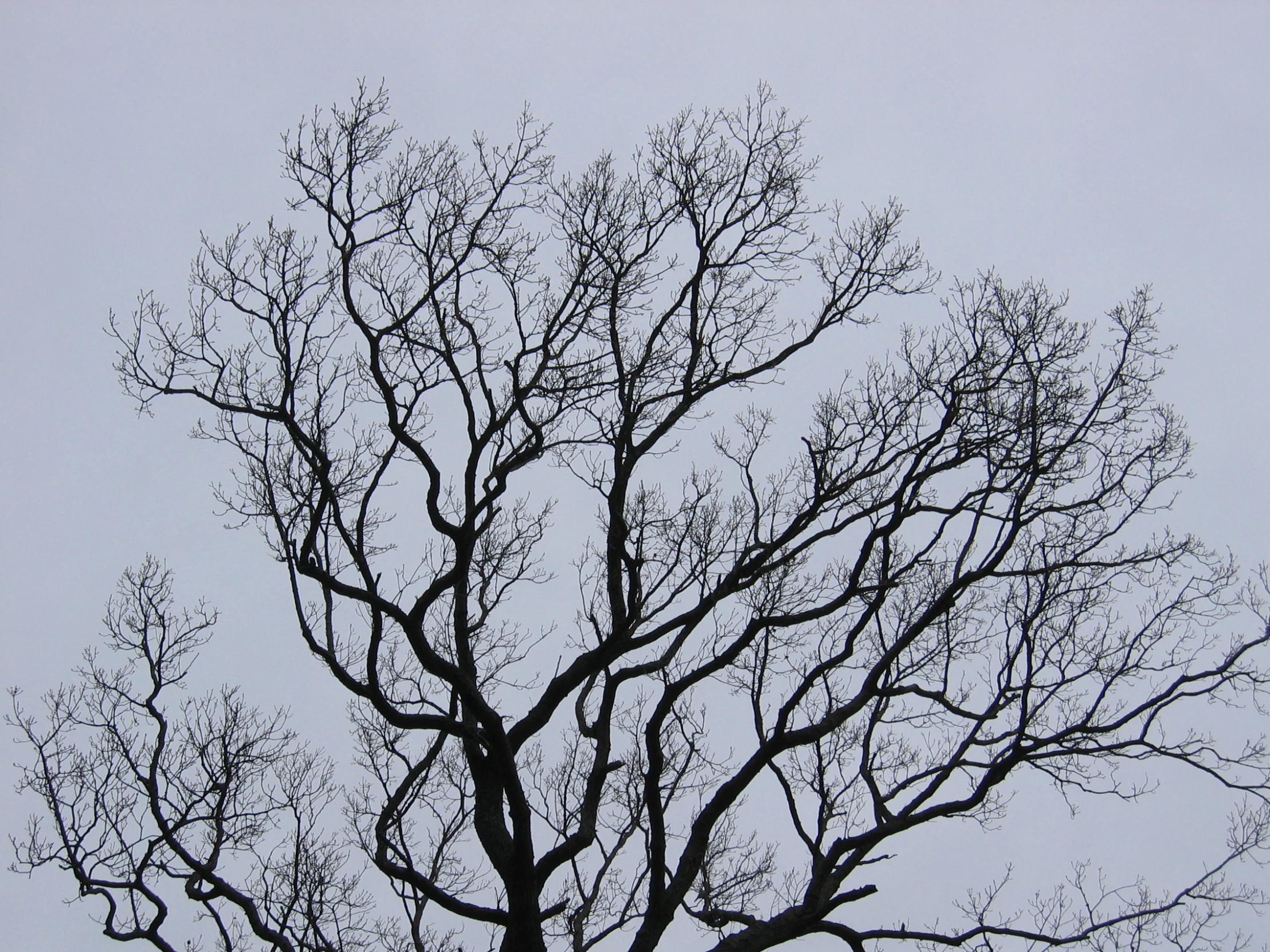 the nches of trees without any leaves, silhouetted against a gray sky